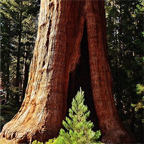 Sequoia National Park